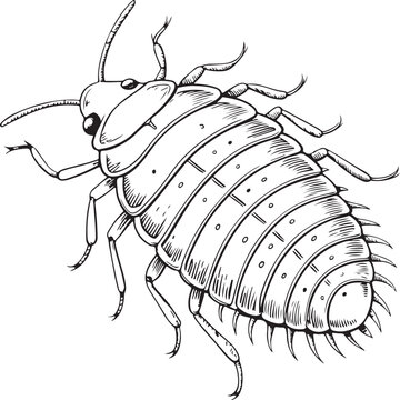 Mealybug Hand-drawn Sketch Drawing Vector Illustration, Line Linear Symbol Black and White Engraving, Isolated