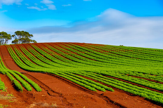 Agricultural Field in North West Tasmania