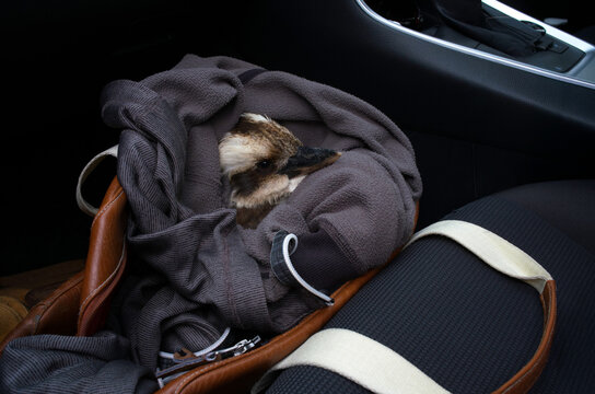 Rescued baby Kookaburra in car