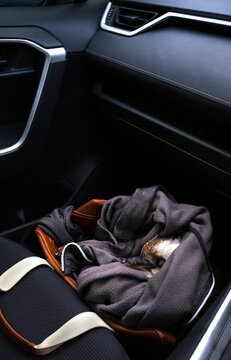 Injured bird rescue, safe inside car