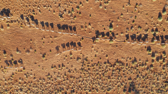 Drone shot of sheep and shadows walking along a pad