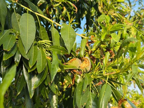 Close-Up of Cracked Unripe Almond Fruit on Branch with Disease-Affected Leaves
