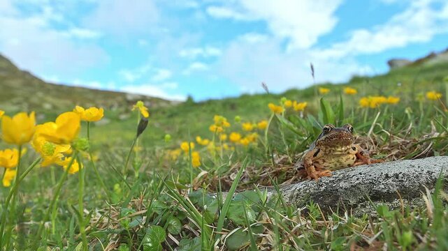 The common frog wrapped by Alpine flowers in the summer season (Rana temporaria)