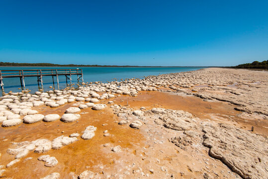Lake Clifton Thrombolites - Western Australia