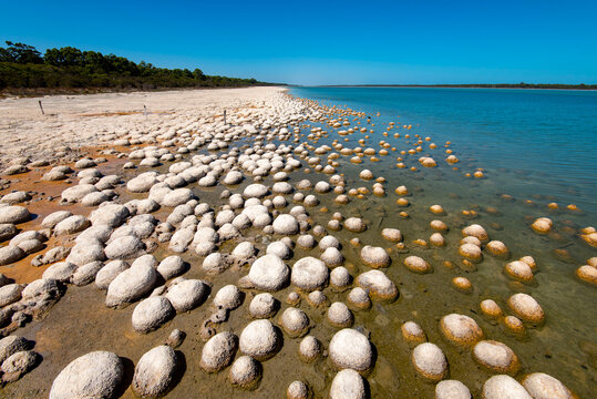 Lake Clifton Thrombolites - Western Australia