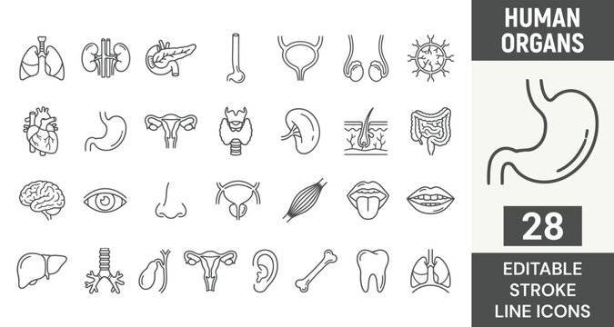 Human organs line icon set featuring anatomy, biology, health, internal, heart, brain, and medical. Professional editable vector set for healthcare.