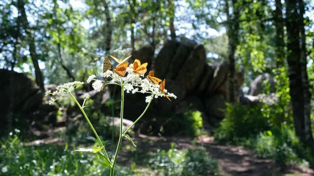 Video of Argynnis butterflies sit on ground elder or Aegopodium podagraria flowers.