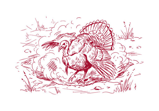 Turkey Bird Asset Collection Featuring Wild and Farm Poultry Activities Hand Drawn Rough Sketch Vector Illustration