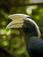 Close up of a Hornbill © Hattasun