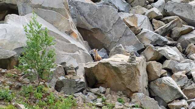 Wildlife video of young red fox cub is sitting on a stone and scratching itself.