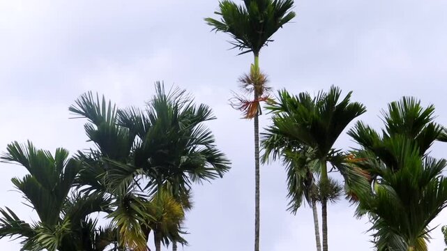 Tall areca palm trees sway in strong wind against an overcast tropical sky. The footage captures moving palm fronds, lush greenery, and changing weather conditions in a natural countryside environment