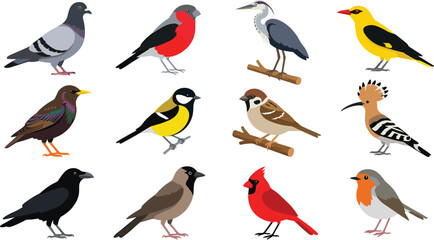 Wild birds vector collection featuring flat cartoon illustrations of pigeon bullfinch heron oriole sparrow hoopoe crow cardinal and robin isolated on white background © Kuddus