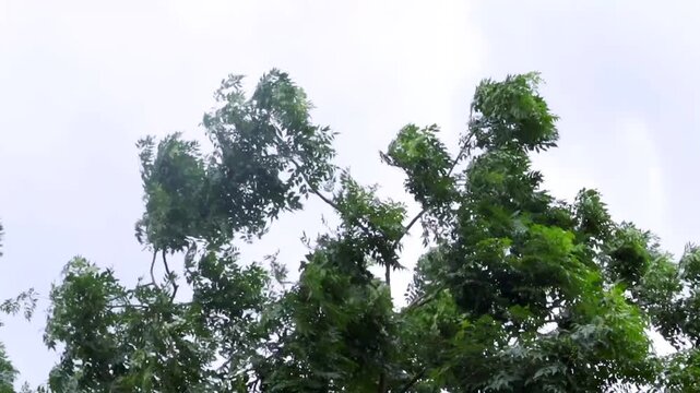 Strong wind moving tropical tree canopy beneath a bright overcast sky