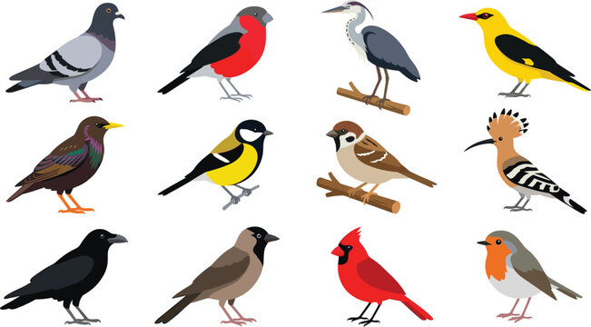Wild birds vector collection featuring flat cartoon illustrations of pigeon bullfinch heron oriole sparrow hoopoe crow cardinal and robin isolated on white background