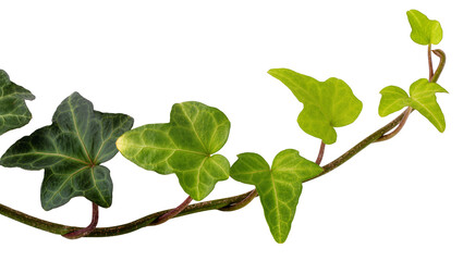 Fototapeta premium Green ivy vine with lobed leaves and textured stem