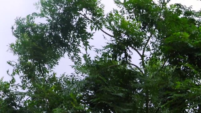 Green tree canopy swaying in the wind under an overcast sky