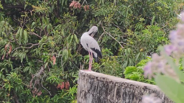 Asian Openbill stork Anastomus oscitans standing on weathered concrete wall with purple flowering shrub foreground and tropical forest background