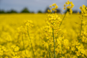 Obraz premium Closeup of oilseed rape out in field Kumla Sweden