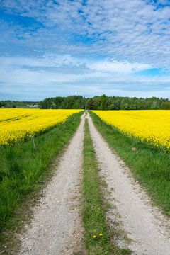 Narrow gravel road through oilseed rape field