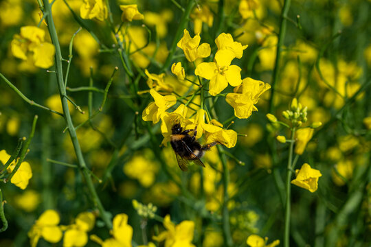 Closeup of oilseed rape out in field Kumla Sweden