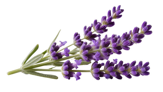 Purple lavender sprigs with green leaves