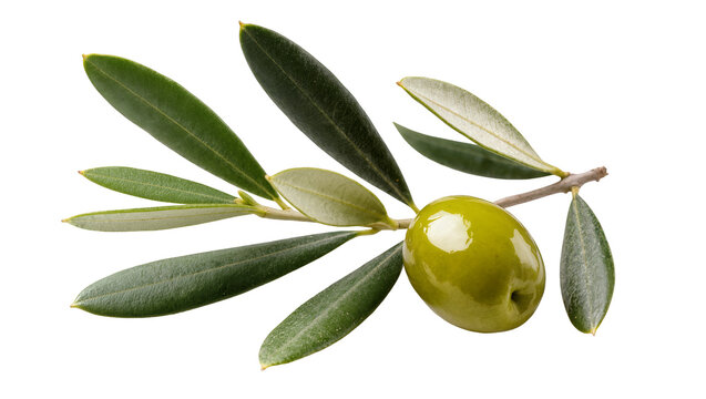 Single green olive on branch with leaves