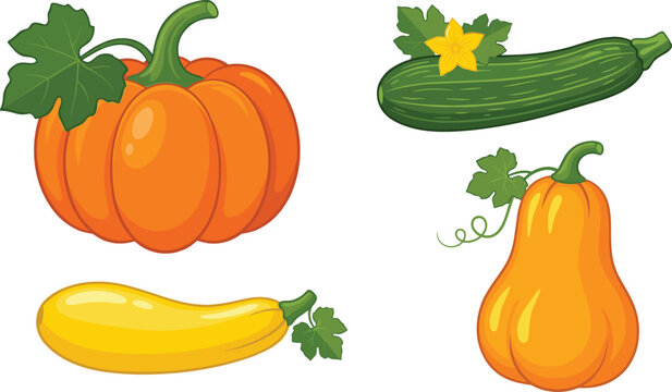 Fresh organic pumpkin and squash vector illustration set featuring orange pumpkin butternut squash yellow squash and green zucchini isolated on white background