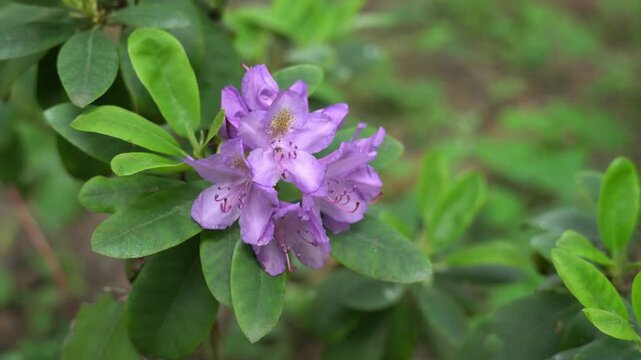 vibrant purple rhododendron flowers with a small insect hovering nearby, set against a lush green background, showcasing the beauty of nature and plant life