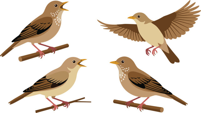 Nightingale songbird vector illustration set featuring cute brown birds in flying singing and sitting poses isolated on white background