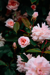 Obraz premium Pink Roses