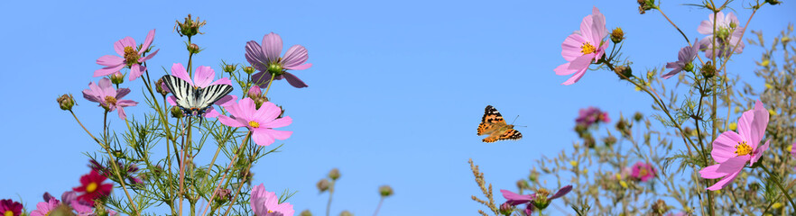 Schmetterling 1374 © K.-U. Häßler