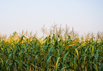Naklejka premium Rows of corn plants growing in a rural agricultural field under a clear sky. Productive farmland landscape representing crop cultivation and food production.