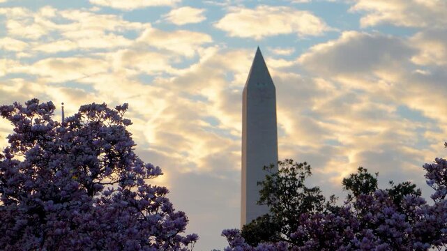 Spring Magnolias at the Smithsonian Castle with Washington Monument View