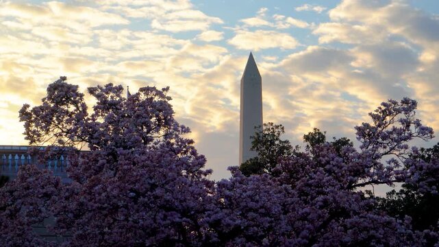 Spring Magnolias at the Smithsonian Castle with Washington Monument View