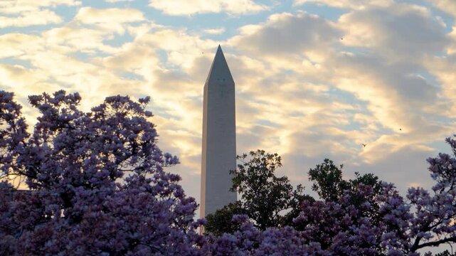 Spring Magnolias at the Smithsonian Castle with Washington Monument View