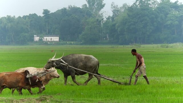 Dibrugarh, Assam, India &ndash; 7 Jun 2026: Two farmers tilling a vibrant green rice paddy field simultaneously, using a pair of oxen and a water buffalo with traditional wooden plows.