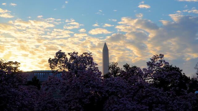 Spring Magnolias at the Smithsonian Castle with Washington Monument View
