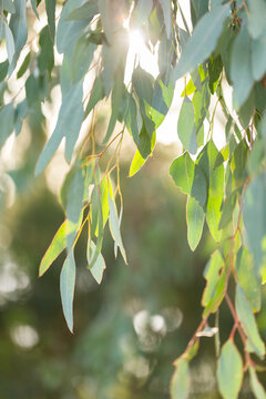 Green gum leaves hanging down off eucalyptus tree branches backlit by afternoon light