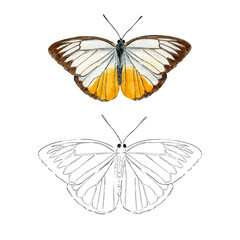Hand drawn line art butterfly vector with watercolor style. Light nature repeat background for textile, logo, illustration, wrapping and surface design. © Sasithorn Illustrat