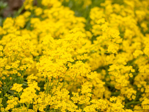 Close up of a patch of small yellow flowers at Denver botanic gardens in Colorado, USA
