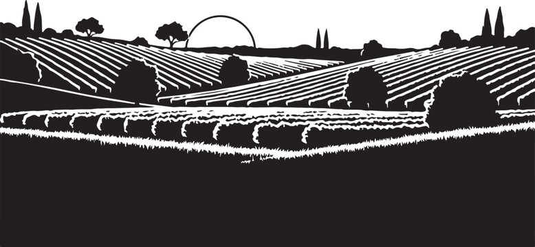 Black and white of vineyard landscape with rolling hills