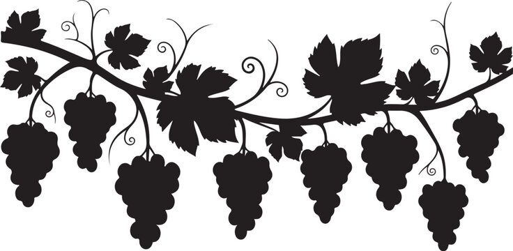 Black silhouette grapevine with leaves and grapes