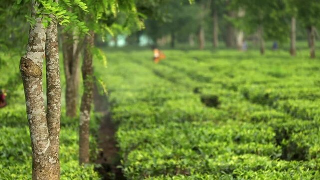Agricultural workers spraying tea plants in a lush tea garden in Dibrugarh, Assam, India. The image highlights tea cultivation, crop management, and sustainable agricultural practices.
