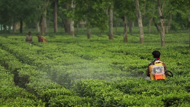 Dibrugarh, Assam, India &ndash; 7 Jun 2026: A tea garden worker carries a backpack sprayer while tending tea plants in a lush plantation, highlighting routine crop maintenance activities 