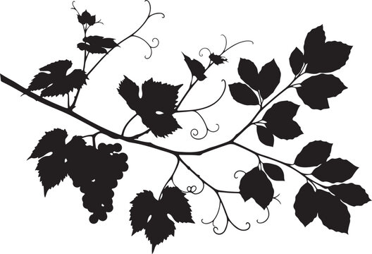 Black silhouette of grapevine branch with leaves and grapes