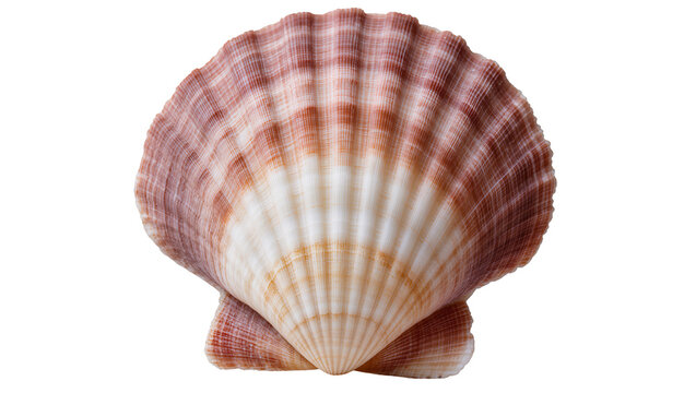 Scallop seashell with radiating ribs and pinkish-orange stripes