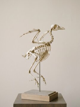 Articulated bird skeleton specimen mounted on a display stand against a neutral background