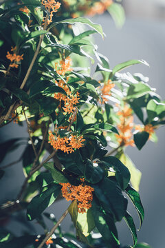 金木犀の花