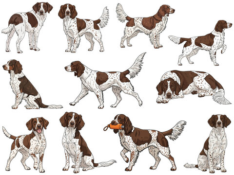 Drentse Patrijshond dog 11 profile poses collection illustration
