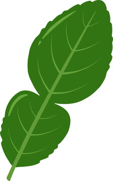 Kaffir lime leaf vector illustration for Asian cooking ingredient